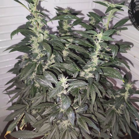 Northern Lights growlog timeline photo