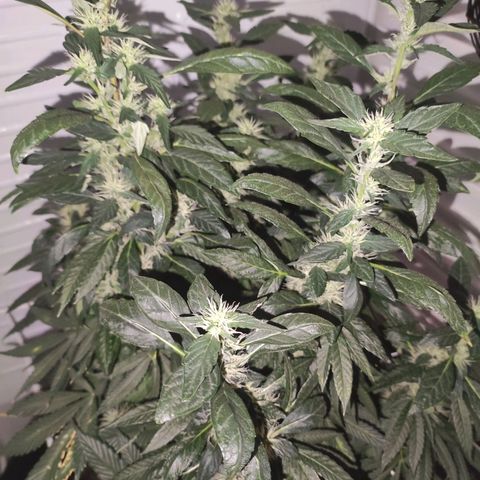 Northern Lights growlog timeline photo