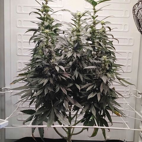 Northern Lights growlog timeline photo