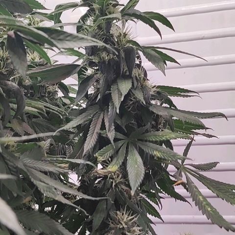 Northern Lights growlog timeline photo