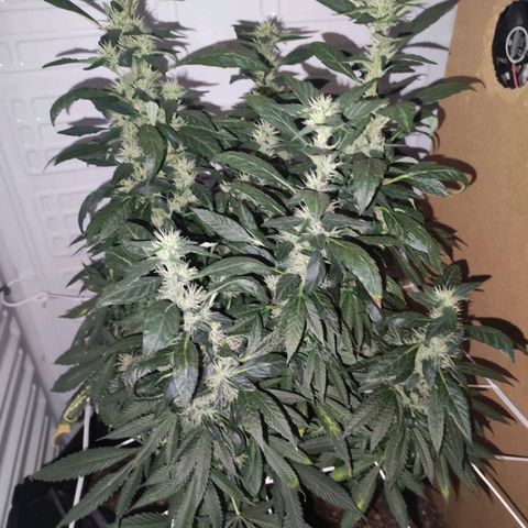 Northern Lights growlog timeline photo