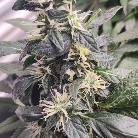 Northern Lights growlog timeline photo