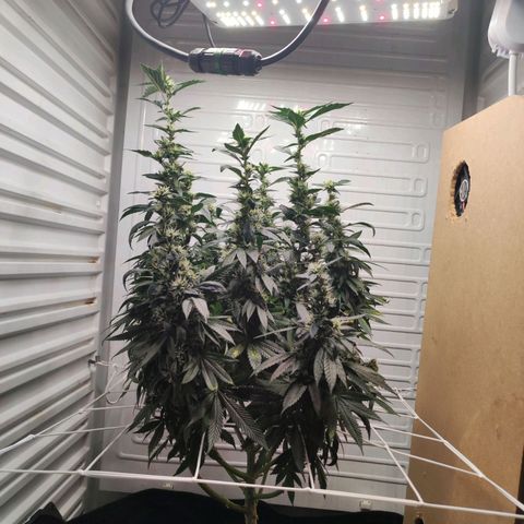 Northern Lights growlog timeline photo
