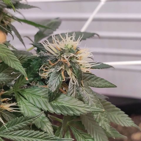 Northern Lights growlog timeline photo