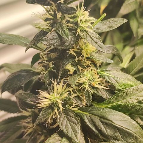 Northern Lights growlog timeline photo