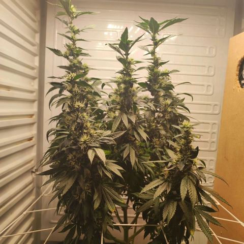 Northern Lights growlog timeline photo