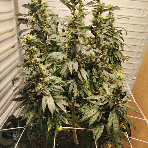 Northern Lights growlog timeline photo