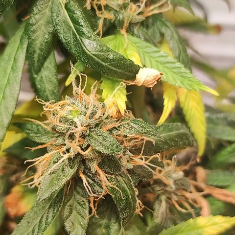 Northern Lights growlog timeline photo