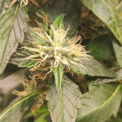 Northern Lights growlog timeline photo