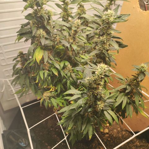 Northern Lights growlog timeline photo