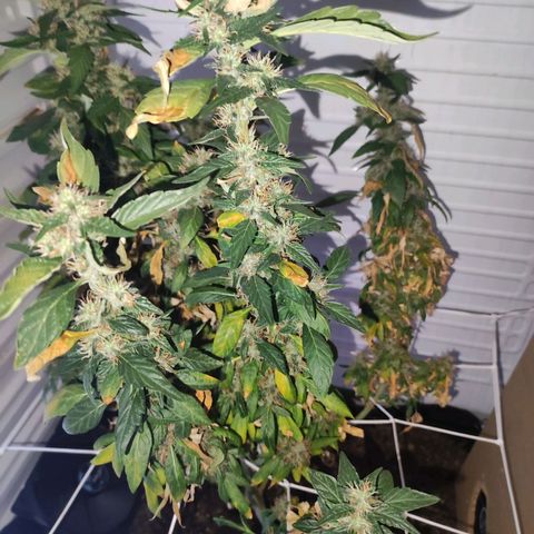 Northern Lights growlog timeline photo