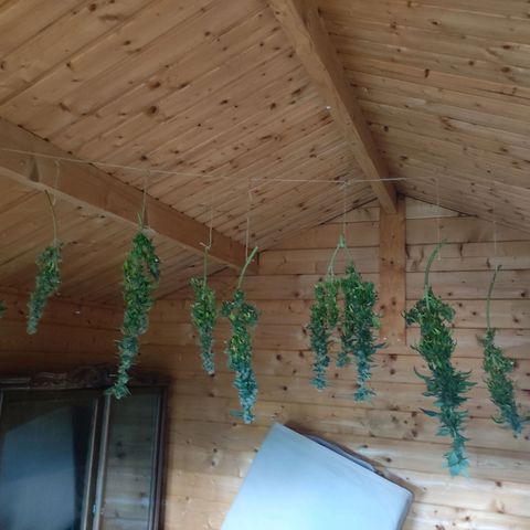 Northern Lights growlog timeline photo