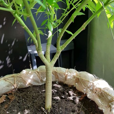 Maria #1 growlog photo: Con esta divicion logramos obtener 20 copos