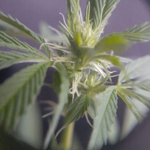 Maria #1 growlog timeline photo