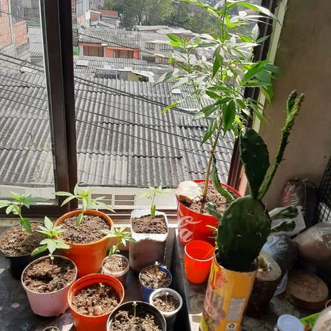 Maria #1 growlog timeline photo