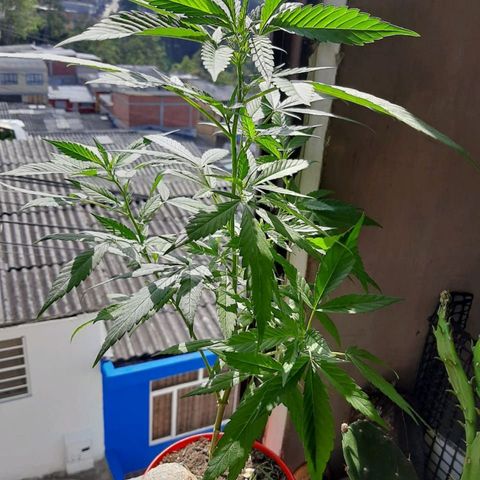 Maria #1 growlog timeline photo