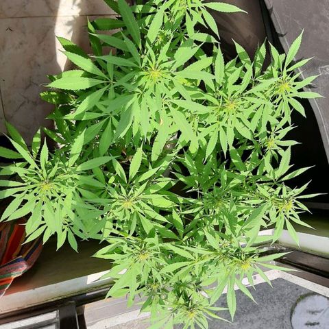Maria #1 growlog timeline photo