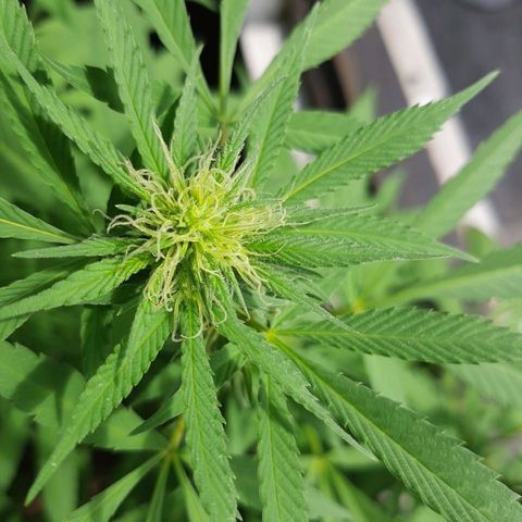 Maria #1 growlog timeline photo
