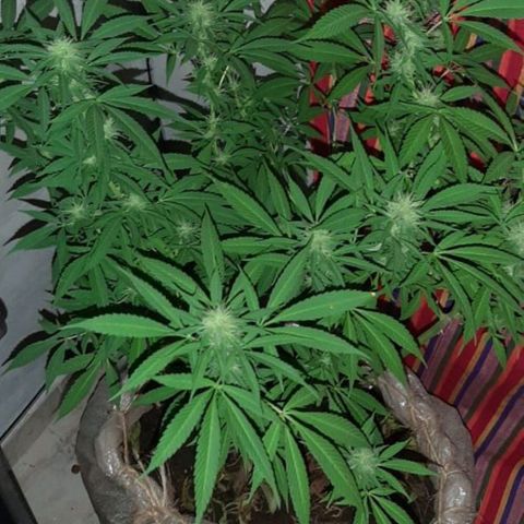 Maria #1 growlog timeline photo