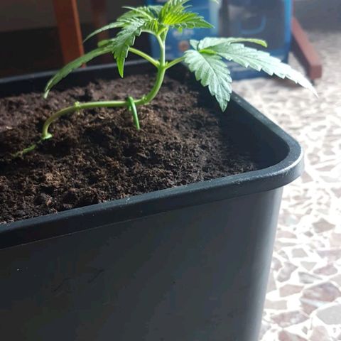 Sideral x Zombie Kush growlog timeline photo