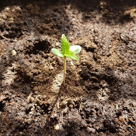 Sideral x Zombie Kush growlog timeline photo