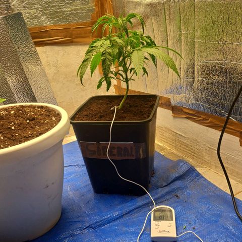 Sideral x Zombie Kush growlog timeline photo