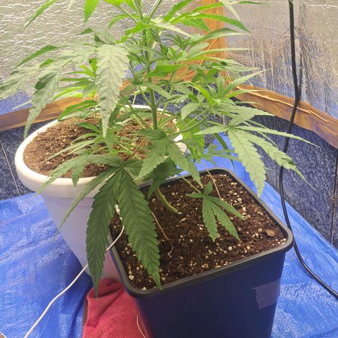 Sideral x Zombie Kush growlog timeline photo