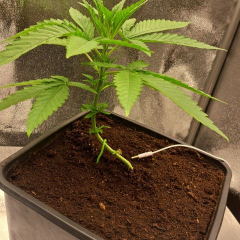Sideral x Zombie Kush growlog timeline photo
