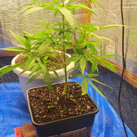 Sideral x Zombie Kush growlog timeline photo