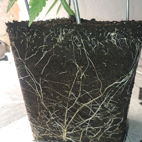 Sideral x Zombie Kush growlog timeline photo