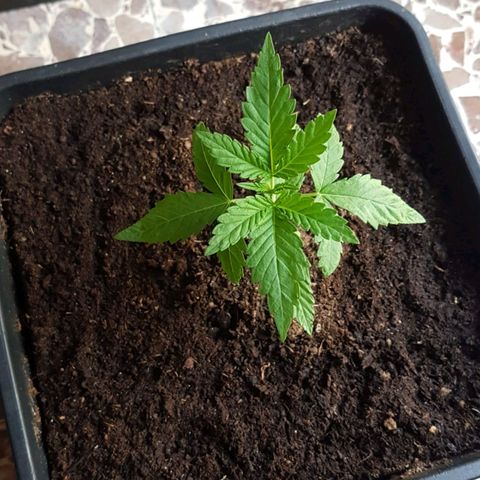 Sideral x Zombie Kush growlog timeline photo
