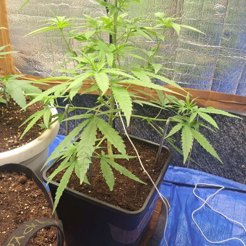 Sideral x Zombie Kush growlog timeline photo