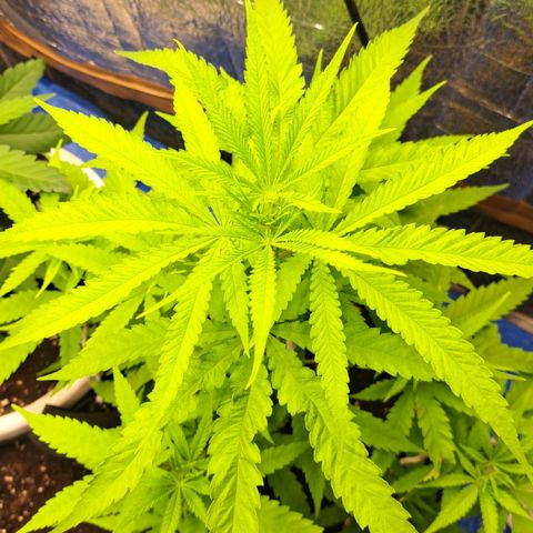Sideral x Zombie Kush growlog timeline photo