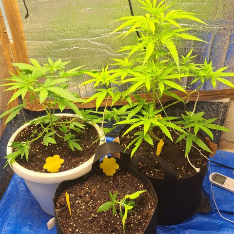 Sideral x Zombie Kush growlog timeline photo