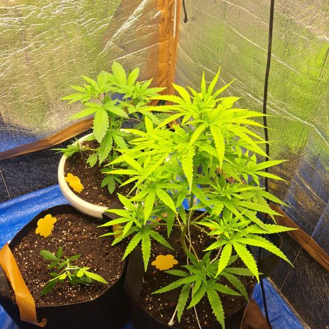 Sideral x Zombie Kush growlog timeline photo