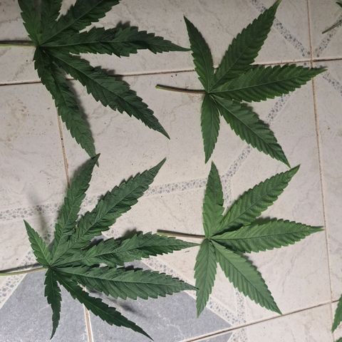 Sideral x Zombie Kush growlog timeline photo