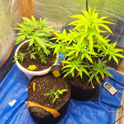 Sideral x Zombie Kush growlog timeline photo