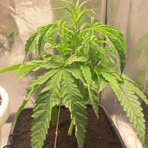 Sideral x Zombie Kush growlog timeline photo