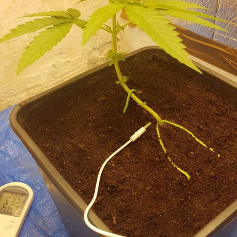 Sideral x Zombie Kush growlog timeline photo