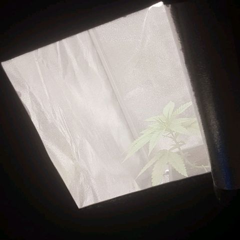 Sideral x Zombie Kush growlog timeline photo