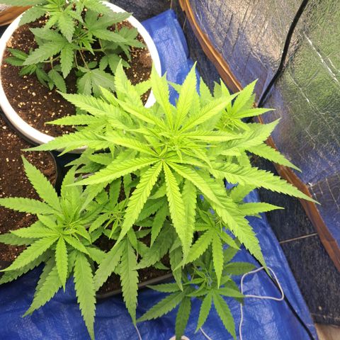 Sideral x Zombie Kush growlog timeline photo