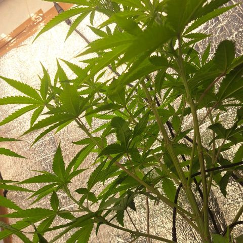 Sideral x Zombie Kush growlog timeline photo