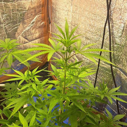 Sideral x Zombie Kush growlog timeline photo