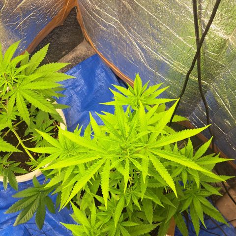 Sideral x Zombie Kush growlog timeline photo