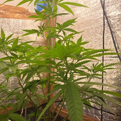 Sideral x Zombie Kush growlog timeline photo