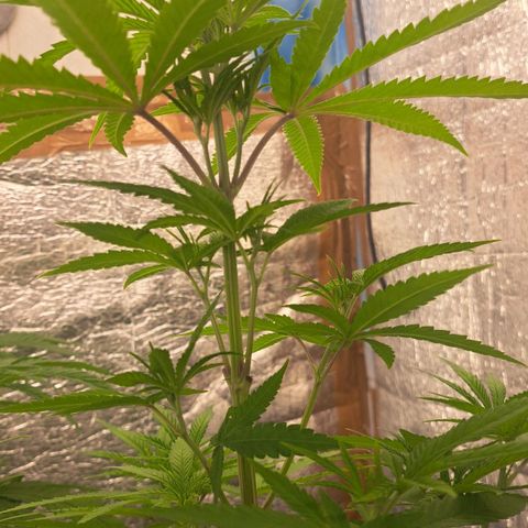 Sideral x Zombie Kush growlog timeline photo