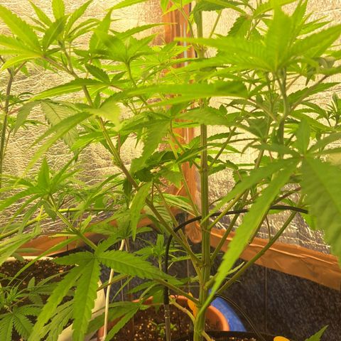 Sideral x Zombie Kush growlog timeline photo
