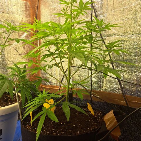 Sideral x Zombie Kush growlog timeline photo