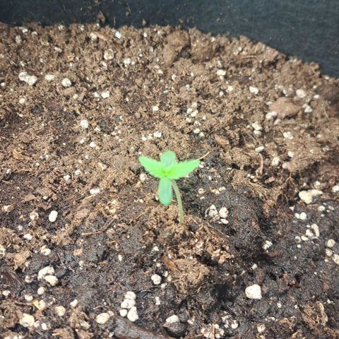 Jack 47 XL Auto growlog timeline photo