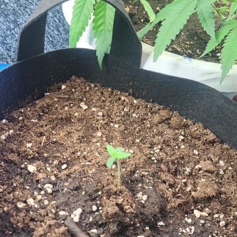 Jack 47 XL Auto growlog timeline photo